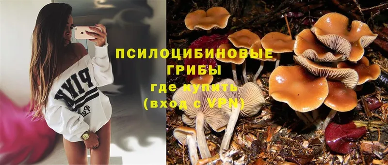 Галлюциногенные грибы Cubensis  мориарти клад  Княгинино 